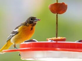 Can Birds Eat Bread