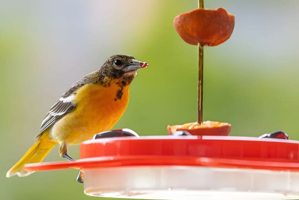 Can Birds Eat Bread