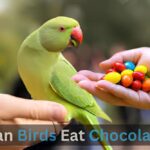 Can Birds Eat Chocolate