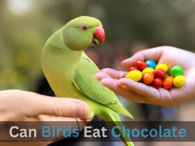 Can Birds Eat Chocolate