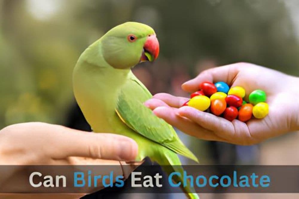 Can Birds Eat Chocolate