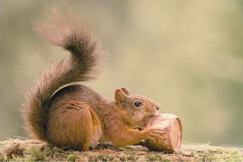 The Role of Squirrels in Ecosystem Dynamics