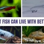 What fish can live with bettas