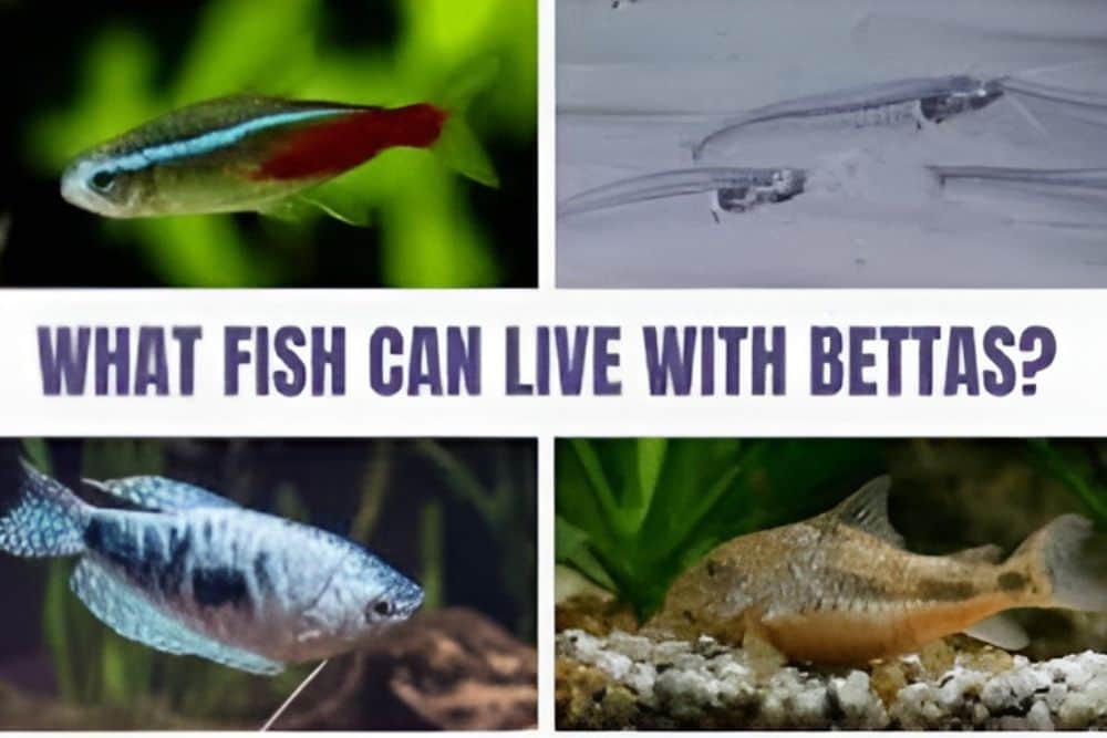 What fish can live with bettas