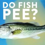 Do Fish Pee