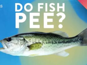 Do Fish Pee