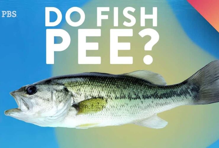 Do Fish Pee