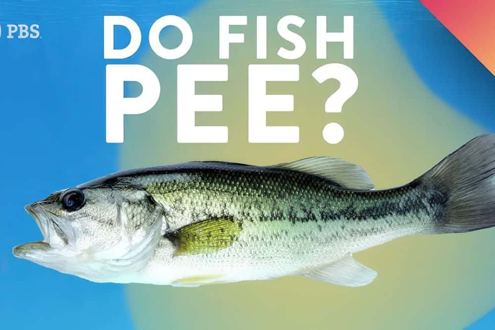 Do Fish Pee