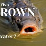 can fish drown