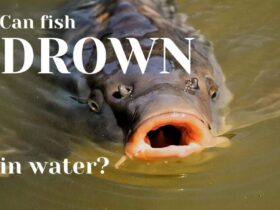 can fish drown