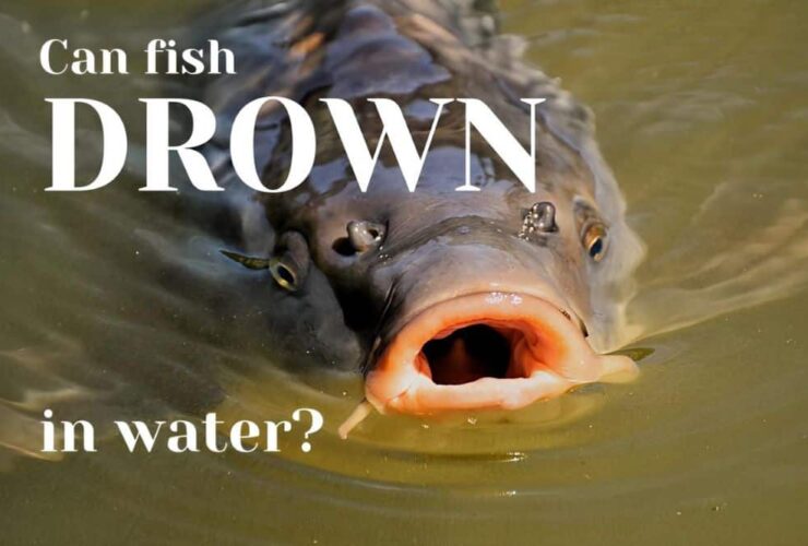 can fish drown