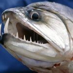 do-fish-have-teeth