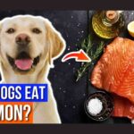 can dogs eat salmon fish skin