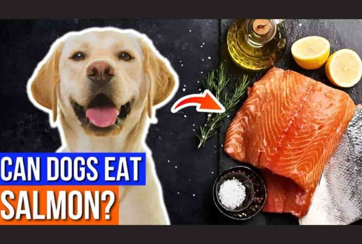 can dogs eat salmon fish skin